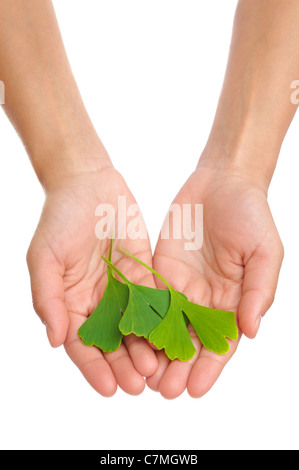 Hände der jungen Frau mit Ginkgo-Blatt - isoliert - Homöopathie Stockfoto