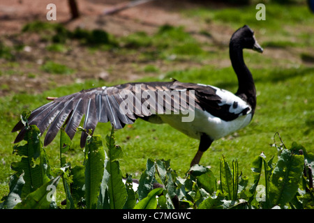 Vögel am Wetland Centre, Barnes, London, UK Stockfoto