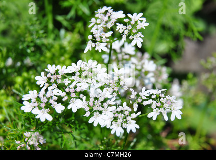 Koriander (Coriandrum Sativum) Stockfoto