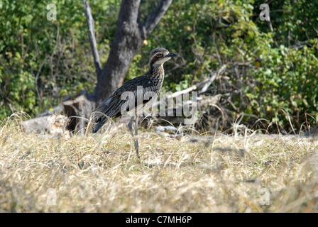 Bush Stein - Curlew, (burhinus grallarius), Florenz Bay, Magnetic Island, Townsville, Queensland, Australien Stockfoto