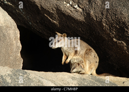 Allied Rock Wallaby mit Joey im Beutel, (petrogale Assimilis), Geoffrey Bay, Magnetic Island, Townsville, Queensland, Australien Stockfoto