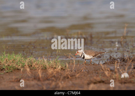 Drei-banded Regenpfeifer (Charadrius Tricollaris). Ndumo Game Reserve, Kwazulu-Natal, Südafrika. November 2010. Stockfoto