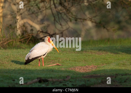 Gelb-billed Stork (Mycteria Ibis) ruht. Ndumo Game Reserve, Kwazulu-Natal, Südafrika. November 2010. Stockfoto