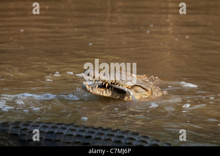 Nil-Krokodil mit Tilapia Fisch. Die Krokodile sammeln, wo der Stream verengt, warten auf Fisch direkt im Schwimmen... Stockfoto