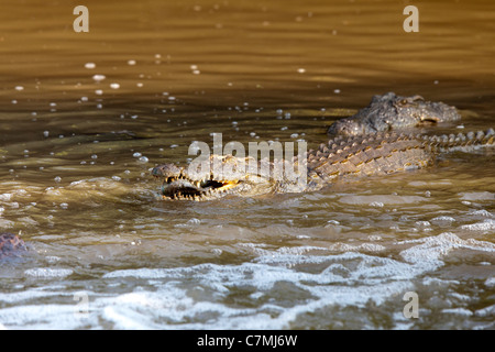 Nil-Krokodil (Crocodylus Niloticus) mit Tilapia Fisch. Die Krokodile sammeln, wo der Stream verengt, warten auf Fisch, swi Stockfoto