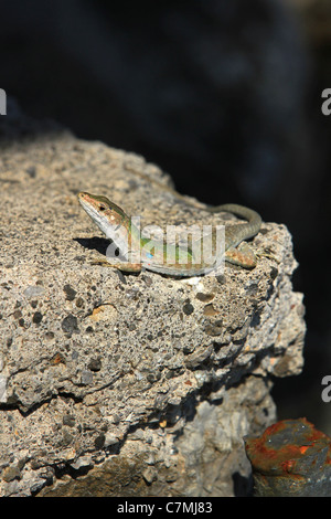 Die Europäische Grüne Eidechse (Lacerta Viridis) ist eine große Echse verteilen sich auf europäischen Stockfoto