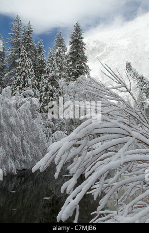 schneebedeckte Bäume am Merced River in Yosemite, mit dem Himmel spähen durch die Wolken. Stockfoto