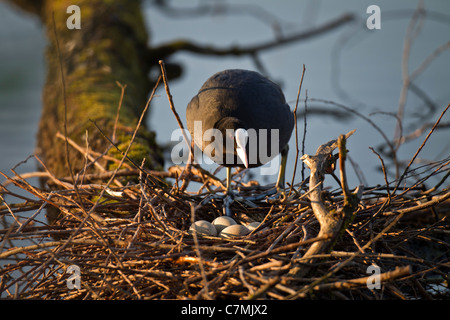 Blässhuhn Stockfoto