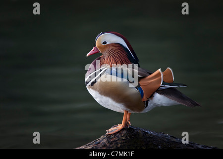 Mandarinente Aix Mandarin schöne Seite bunte Ente Ente Drake Galericulata Gefieder Männlein Querformat sehen Stockfoto