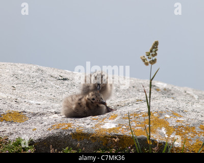 Gelbe legged Möve, Larus Cachinnans Michahellis. Horizontale Porträt von zwei Küken am Boden. Stockfoto