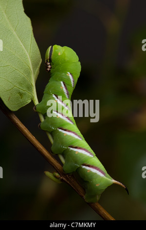 Liguster Hawk-Moth Raupe Sphinx Ligustri, endgültige Instar (c) Stockfoto