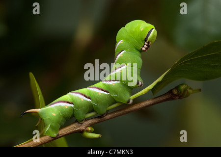 Liguster Hawk-Moth Raupe Sphinx Ligustri, endgültige Instar (c) Stockfoto