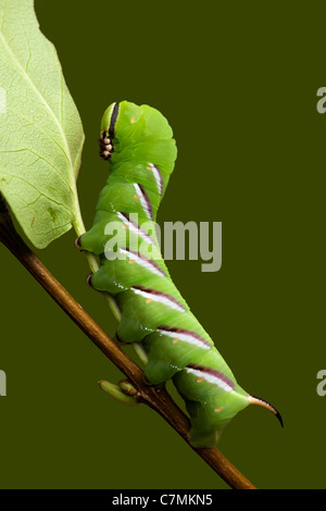 Liguster Hawk-Moth Raupe Sphinx Ligustri, endgültige Instar (c) Stockfoto