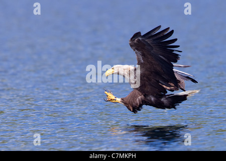 White-tailed Seeadler Haliaeetus Horste im Endanflug vor dem Fang von Fischen, Isle of Mull, Schottland Stockfoto