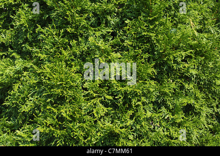 Nahaufnahme von Wacholder (Juniperus) Strauch Stockfoto