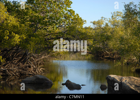 Mangrove und Gezeiten Creek bei Ebbe, zwischen Cockle Bay und West Point, Magnetic Island, Queensland, Australien Stockfoto