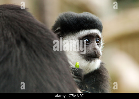 Ein Baby Black And White Colobus Affen. Stockfoto