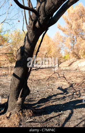 Anschluss an ein verheerendes Feuer in einem Kiefernwald Stockfoto