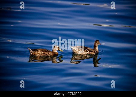 Zwei braune Enten schwimmen und schweben auf blaue Wasserfläche - Meer Reflexionen Stockfoto