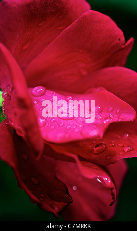 Tau auf rote rose Stockfoto