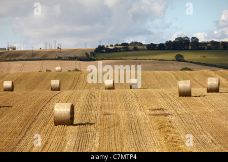 Bereich der frisch hergestellte Runde Heuballen Stockfoto