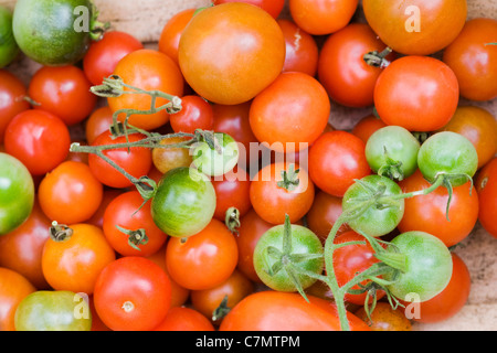 Lycopersicon Esculentum. Tomaten in eine hölzerne Trug. Stockfoto