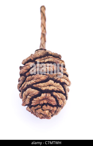 Sequoiadendron Giganteum. Lichtkegel Sierran Redwood auf weißem Hintergrund. Stockfoto