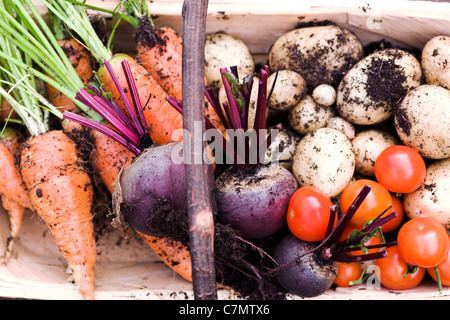 Gemüse aus dem Garten in einem hölzernen Trug geerntet. Stockfoto