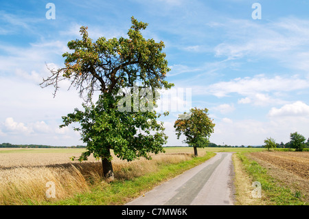 Obstbäume auf einer ländlichen Straße zwischen Bierde und Borstel in der Nähe von Petershagen in Ostwestfalen-Lippe. Stockfoto