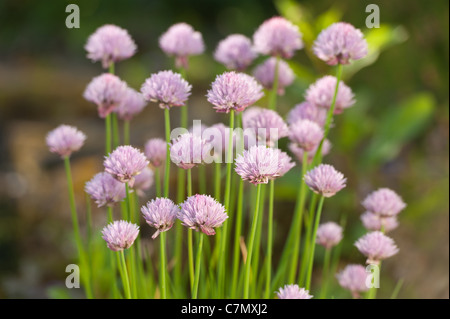 Allium Schoenoprasum Blühende Schnittlauch nur zur Eröffnung verwendet in Kochrezepten Stockfoto