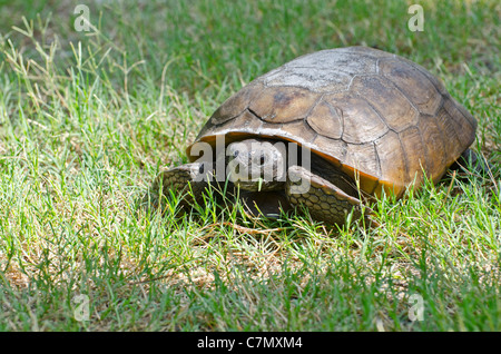 Gopher-Schildkröte (Gopherus Polyphemus) - Florida Stockfoto