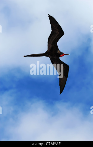 Männliche herrlichen Fregattvogels schwebt über Kopf Stockfoto