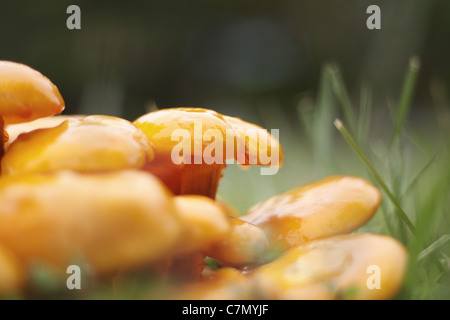 Leuchtendorange Pilze, Seitenansicht Stockfoto