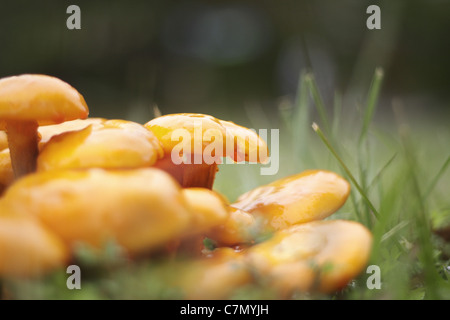 Leuchtendorange Pilze, Seitenansicht Stockfoto