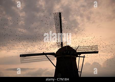 Schlafplatz Stare (Sturnus Vulgaris) auf den Segeln eine Windmühle in Kinderdijk, Holland Stockfoto