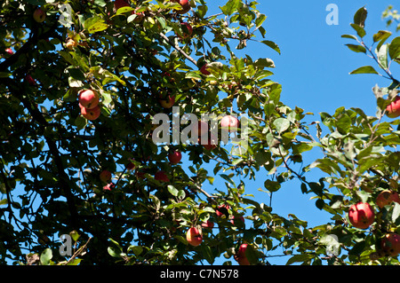 Rote reife Äpfel auf Apple tree Branch, blauen Himmelshintergrund Stockfoto