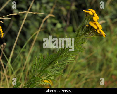 Rainfarn Tanacetum vulgare Stockfoto