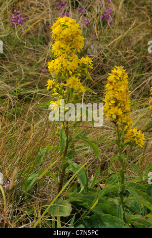 Goldrute Solidago virgaurea Stockfoto