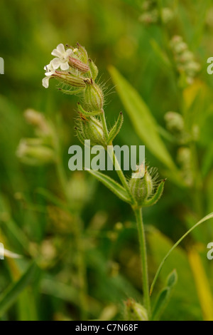 Kleine Blumen Leimkraut Silene gallica Stockfoto