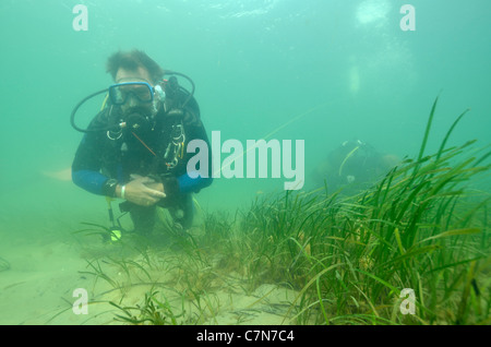 -Neil Garrick-Maidment bilden die Seepferdchen Vertrauen auf der Suche nach Seepferdchen in Studland Bucht. Dorset. UK- Stockfoto