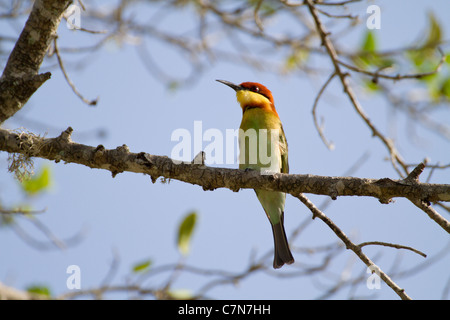 Unter der Leitung von Kastanie Bienenfresser (Merops Leschenaulti) am Yala NP, Sri Lanka Stockfoto