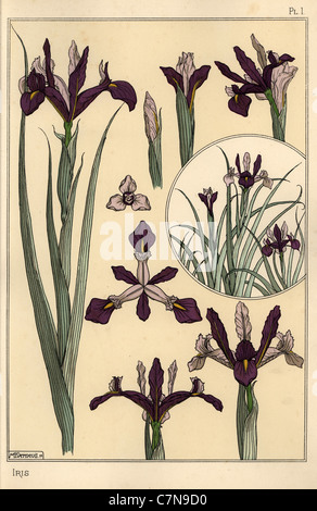 Iris Pflanze und Blume Teile mit Einschub. Stockfoto