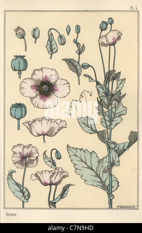 Botanische Illustration der Mohn, Papaver Somniferum, Blütenteile, Opium Pod. Stockfoto