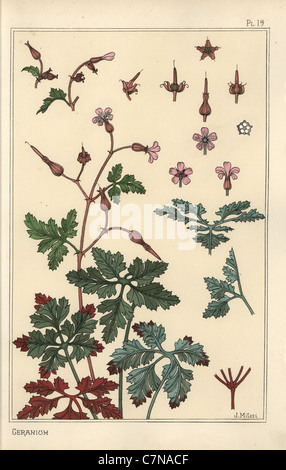 Botanische Illustration von einer Geranie Blume, Blütenblätter, Blätter. Stockfoto