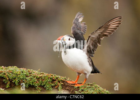 Papageitaucher mit Sandaale während der Brutzeit Stockfoto