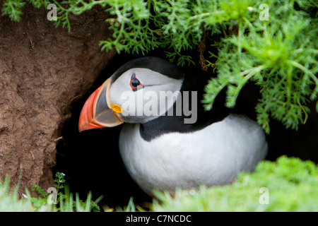 Papageientaucher aus Graben Stockfoto