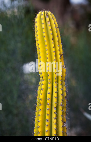 gelbe Kaktus Stockfoto