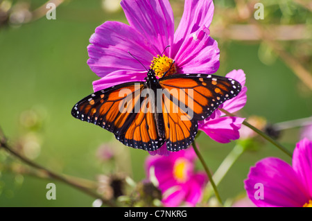 wunderschönen Monarchfalter auf eine Blume Blüte Stockfoto