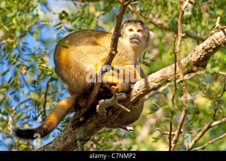Wilde Totenkopfäffchen, Madidi Mosaik (Pampa Del Rio Yacuma), Bolivien Amazonas-Regenwald (bolivianische Totenkopfaffen) Stockfoto