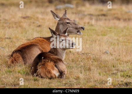 Weibliche Rotwild und junge Gras Aufruf zur Herde ruht Stockfoto